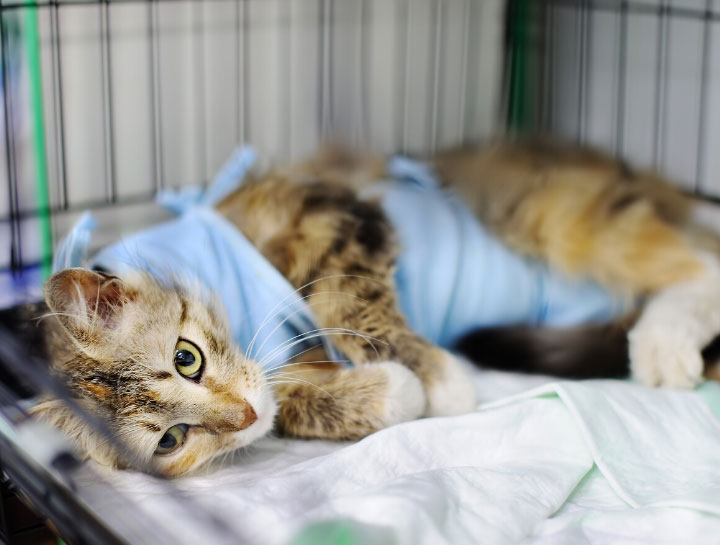 New Palestine Veterinary Surgeries