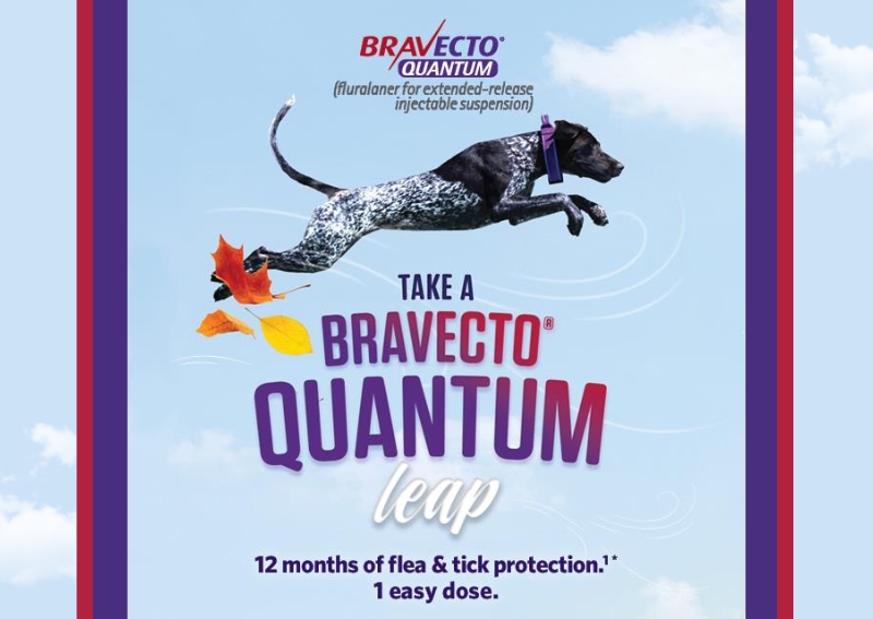 Carousel Slide 2: Bravecto Quantum Preventative